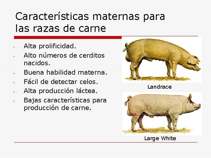 Características maternas para las razas de carne - - Alta prolificidad. Alto números de