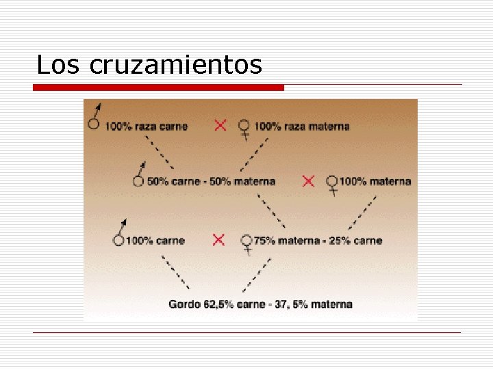 Los cruzamientos 