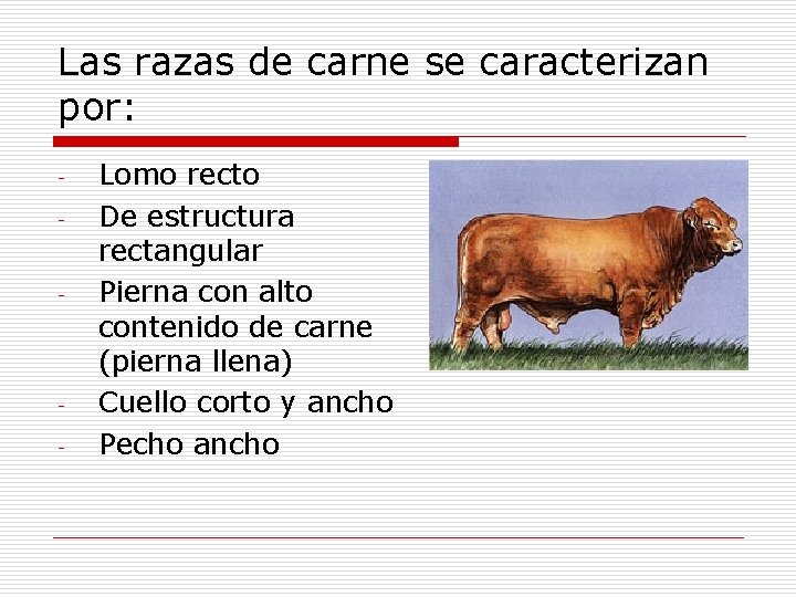 Las razas de carne se caracterizan por: - - - Lomo recto De estructura