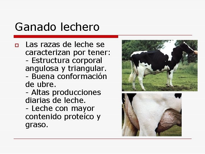 Ganado lechero o Las razas de leche se caracterizan por tener: - Estructura corporal