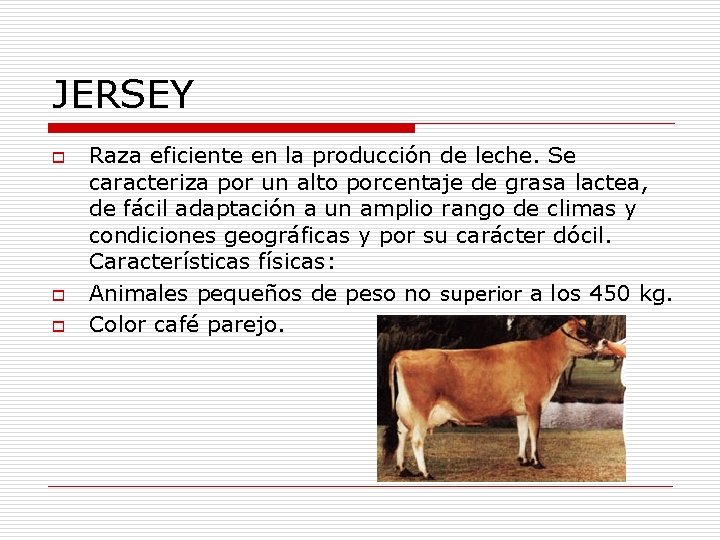 JERSEY o o o Raza eficiente en la producción de leche. Se caracteriza por