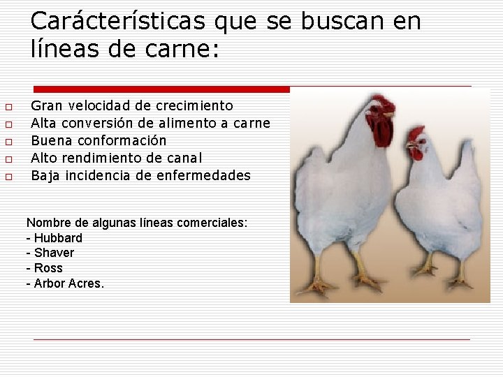 Carácterísticas que se buscan en líneas de carne: o o o Gran velocidad de