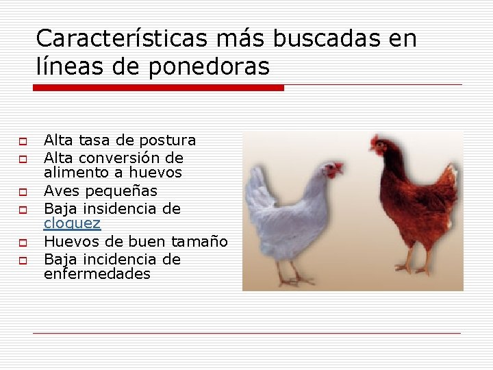 Características más buscadas en líneas de ponedoras o o o Alta tasa de postura