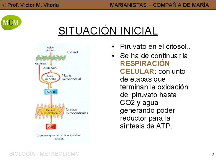 © Prof. Víctor M. Vitoria MARIANISTAS + COMPAÑÍA DE MARÍA SITUACIÓN INICIAL • Piruvato