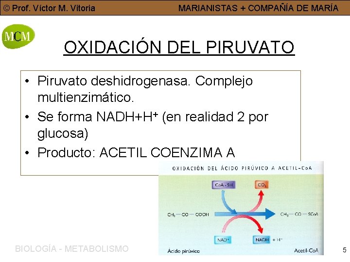 © Prof. Víctor M. Vitoria MARIANISTAS + COMPAÑÍA DE MARÍA OXIDACIÓN DEL PIRUVATO •
