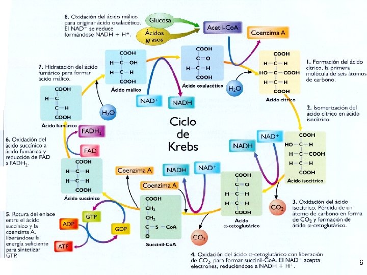 © Prof. Víctor M. Vitoria BIOLOGÍA - METABOLISMO MARIANISTAS + COMPAÑÍA DE MARÍA 6