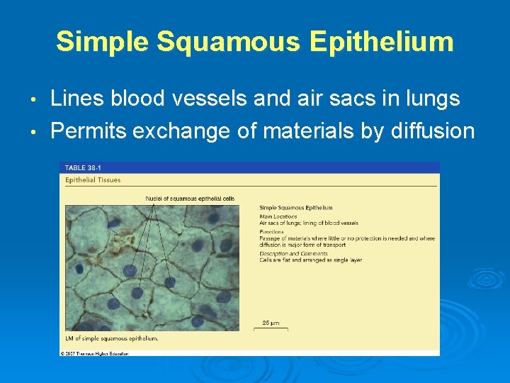 Simple Squamous Epithelium Lines blood vessels and air sacs in lungs • Permits exchange