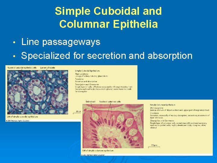 Simple Cuboidal and Columnar Epithelia Line passageways • Specialized for secretion and absorption •