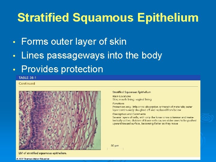 Stratified Squamous Epithelium Forms outer layer of skin • Lines passageways into the body