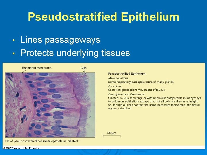 Pseudostratified Epithelium Lines passageways • Protects underlying tissues • 