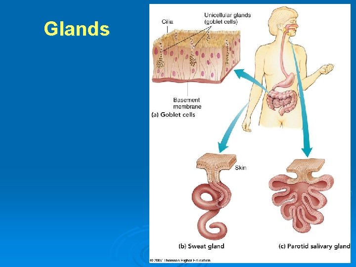 Glands 