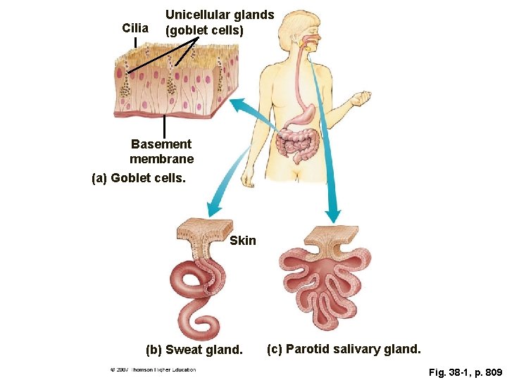 Cilia Unicellular glands (goblet cells) Basement membrane (a) Goblet cells. Skin (b) Sweat gland.