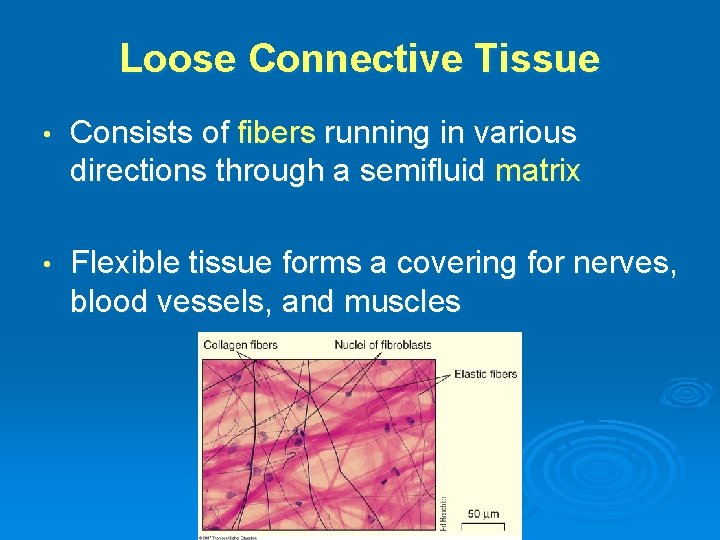 Loose Connective Tissue • Consists of fibers running in various directions through a semifluid
