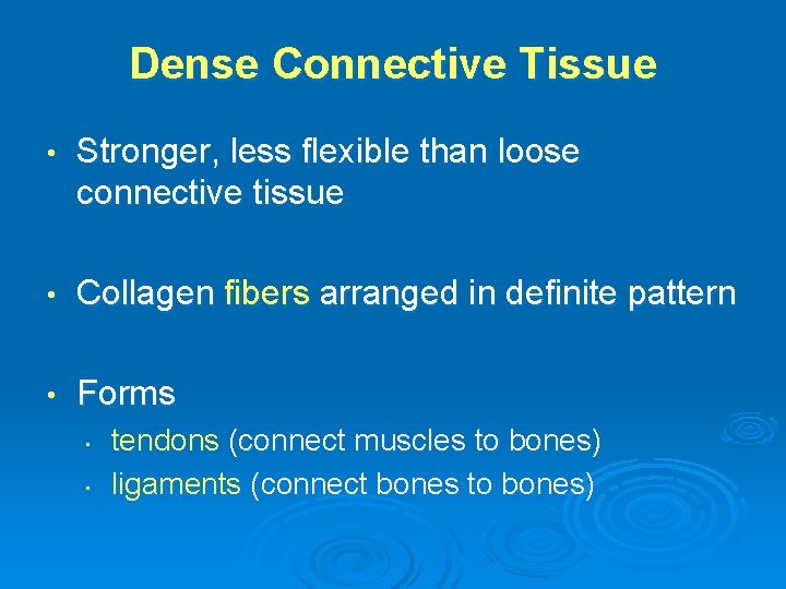 Dense Connective Tissue • Stronger, less flexible than loose connective tissue • Collagen fibers
