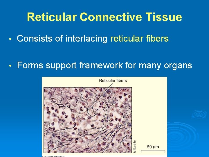 Reticular Connective Tissue • Consists of interlacing reticular fibers • Forms support framework for