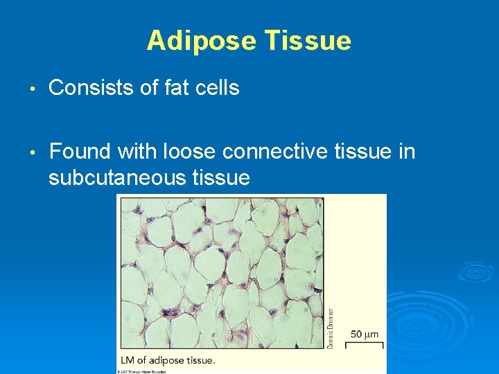 Adipose Tissue • Consists of fat cells • Found with loose connective tissue in