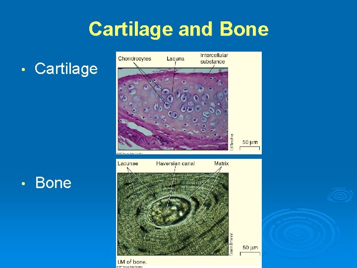 Cartilage and Bone • Cartilage • Bone 