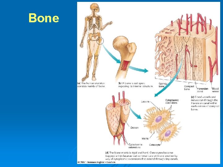 Bone 