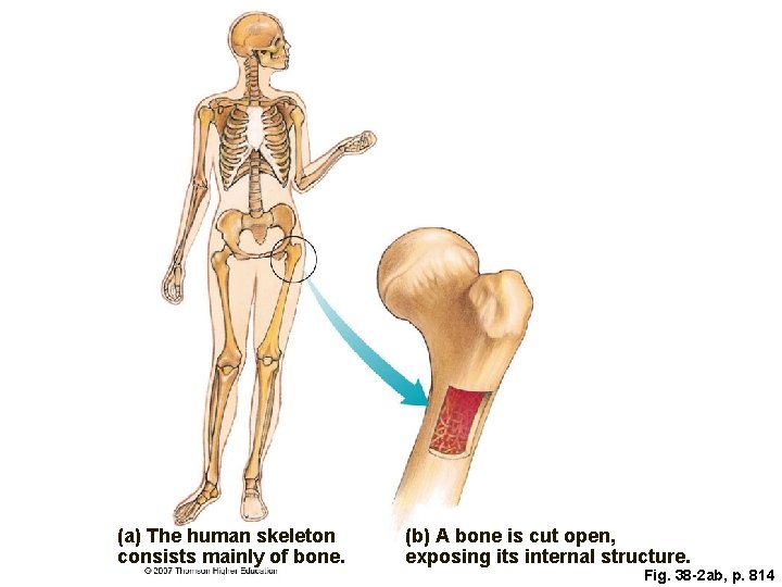 (a) The human skeleton consists mainly of bone. (b) A bone is cut open,