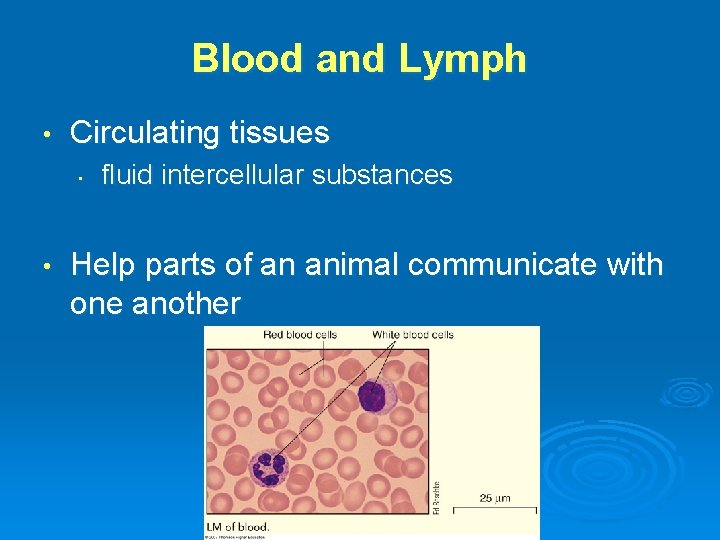 Blood and Lymph • Circulating tissues • • fluid intercellular substances Help parts of