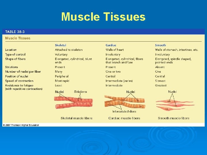 Muscle Tissues 