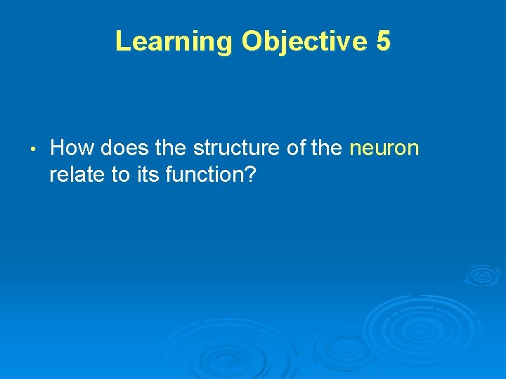 Learning Objective 5 • How does the structure of the neuron relate to its