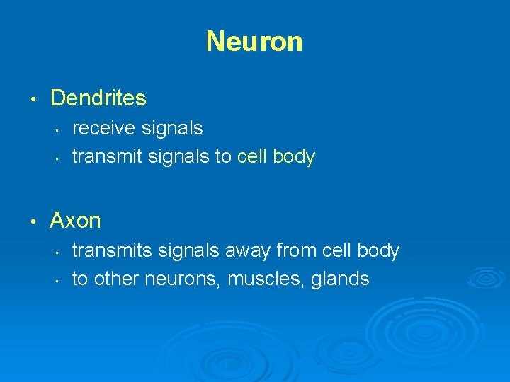 Neuron • Dendrites • • • receive signals transmit signals to cell body Axon