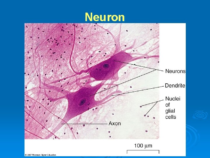 Neuron 
