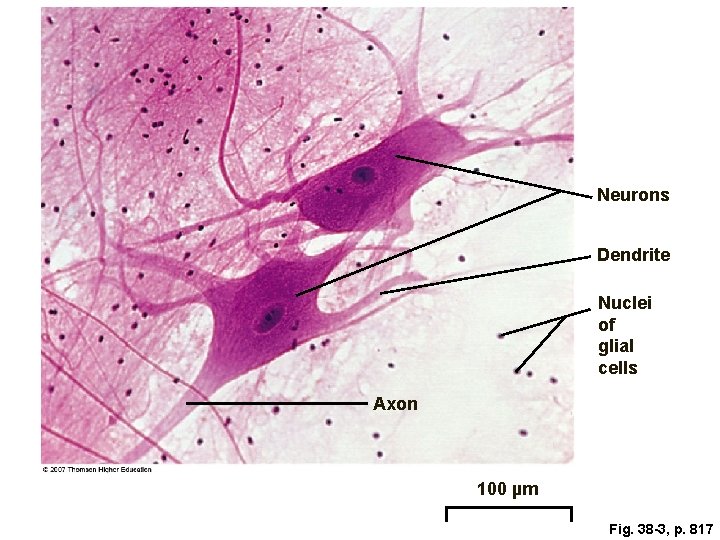 Neurons Dendrite Nuclei of glial cells Axon 100 µm Fig. 38 -3, p. 817