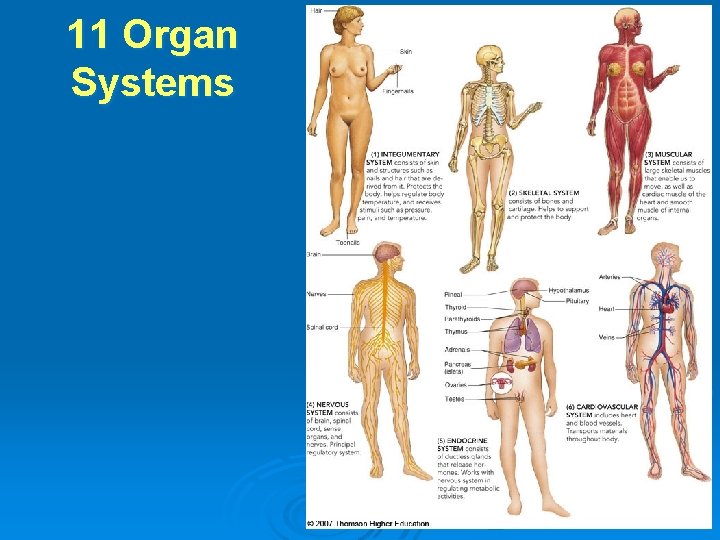 11 Organ Systems 