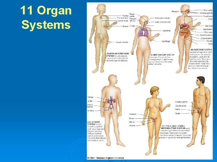 11 Organ Systems 