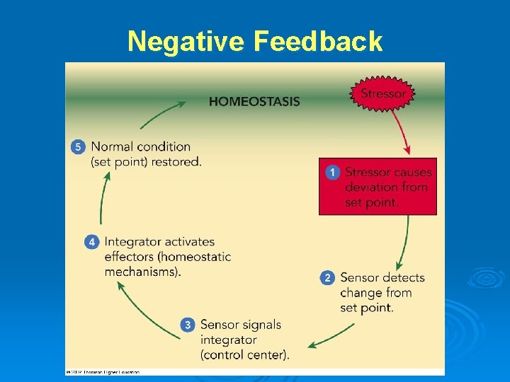 Negative Feedback 