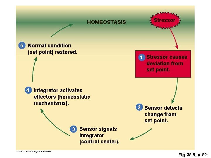 HOMEOSTASIS 5 Normal condition (set point) restored. 4 Integrator activates effectors (homeostatic mechanisms). Stressor