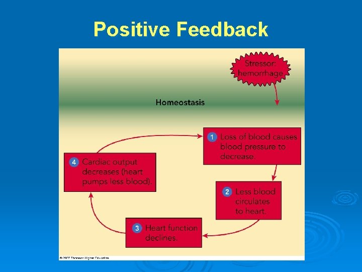 Positive Feedback 