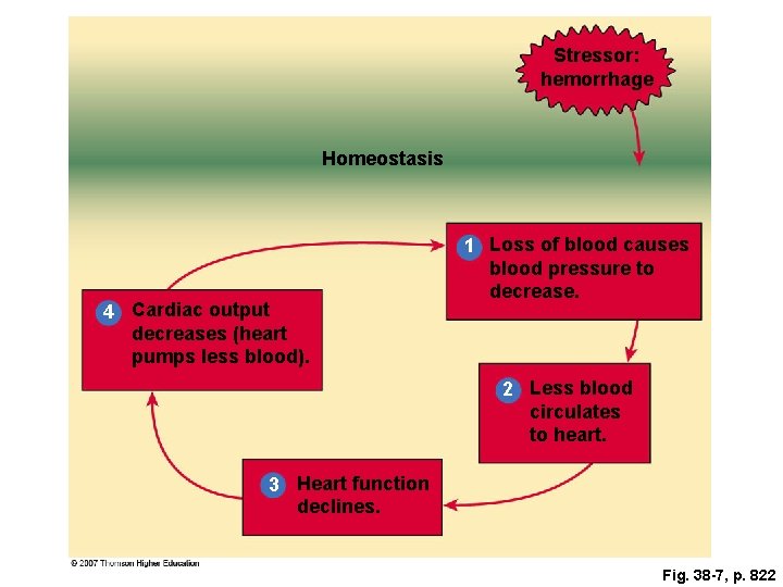 Stressor: hemorrhage Homeostasis 4 Cardiac output decreases (heart pumps less blood). 1 Loss of