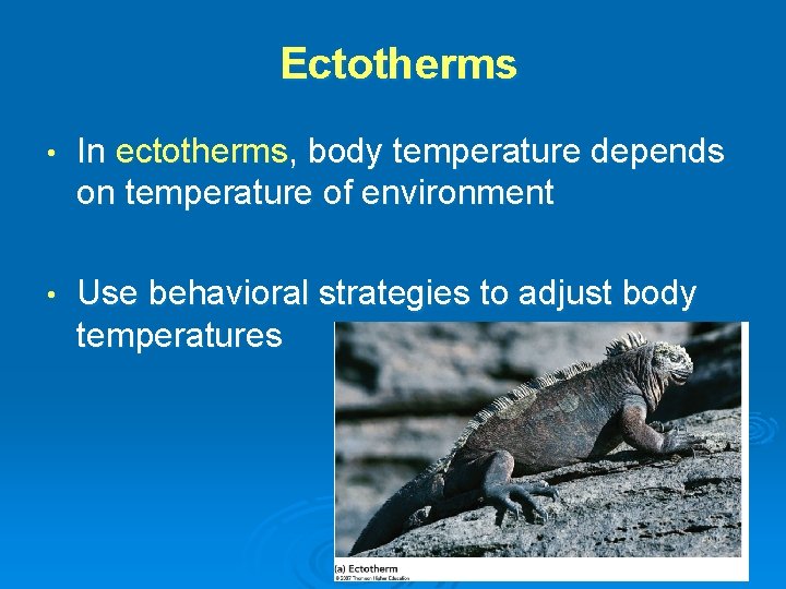 Ectotherms • In ectotherms, body temperature depends on temperature of environment • Use behavioral