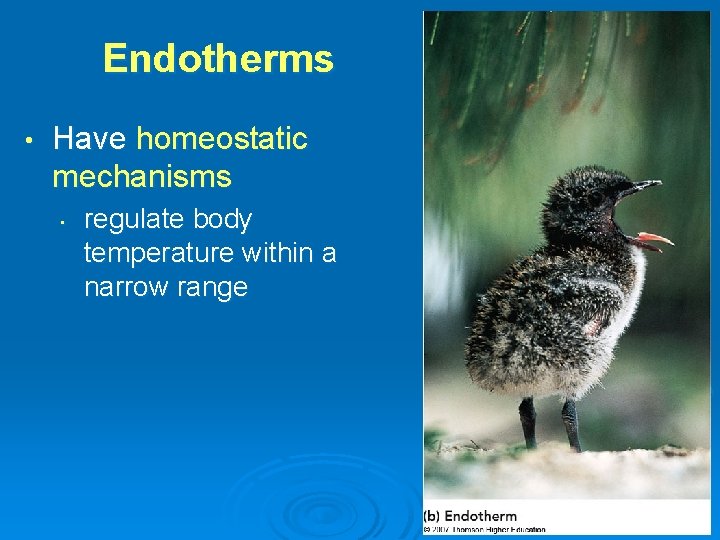 Endotherms • Have homeostatic mechanisms • regulate body temperature within a narrow range 