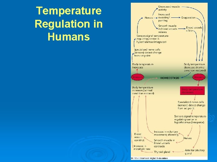 Temperature Regulation in Humans 