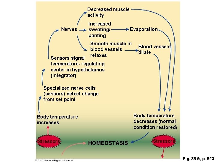 Decreased muscle activity Nerves Increased sweating/ panting Evaporation Smooth muscle in blood vessels relaxes