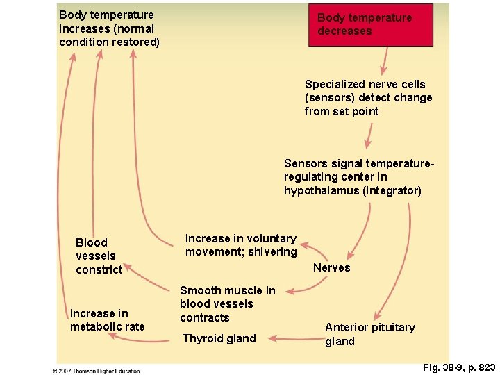 Body temperature increases (normal condition restored) Body temperature decreases Specialized nerve cells (sensors) detect