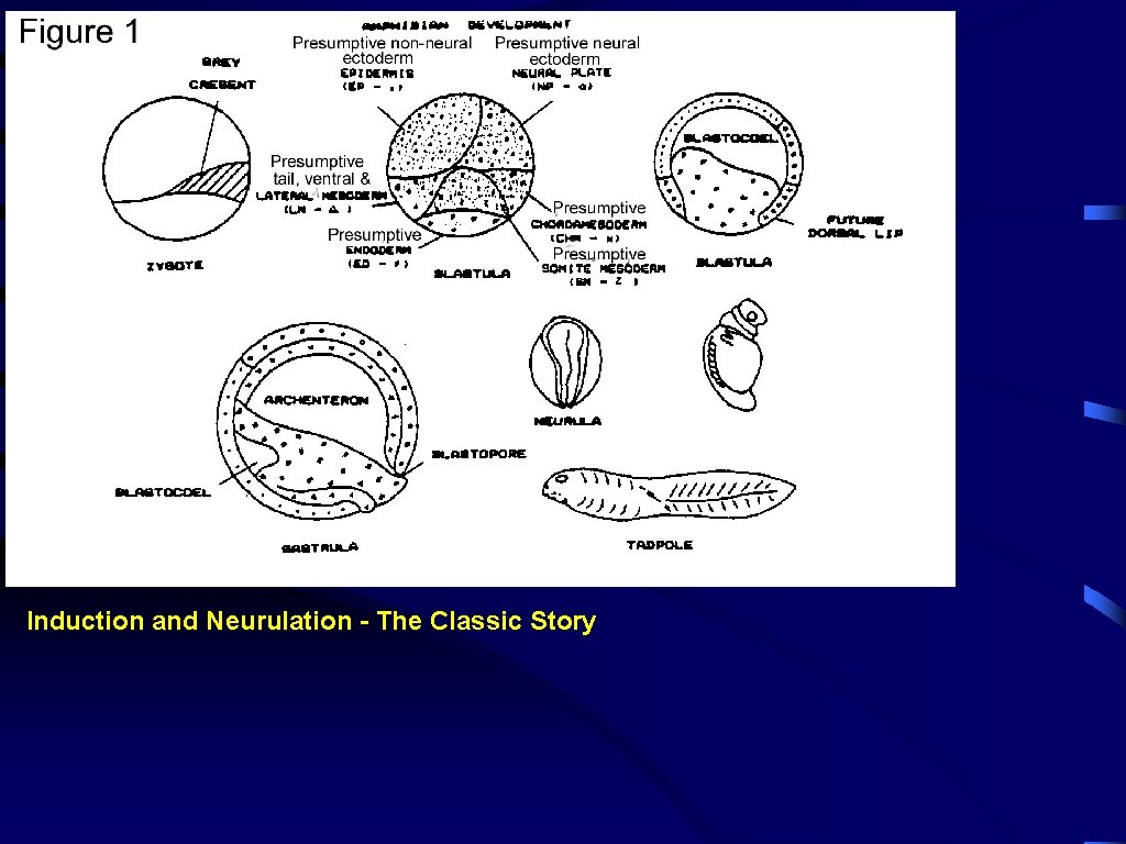 Induction and Neurulation - The Classic Story 