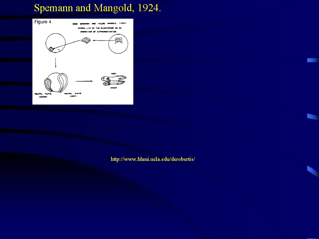 Spemann and Mangold, 1924. http: //www. hhmi. ucla. edu/derobertis/ 