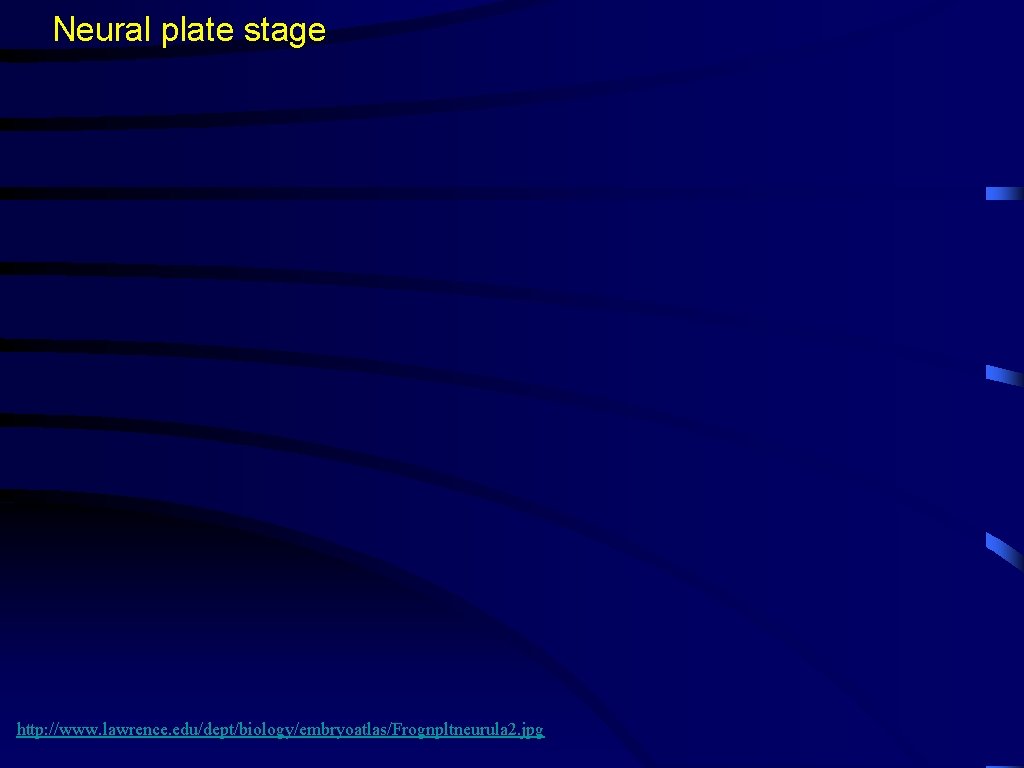 Neural plate stage http: //www. lawrence. edu/dept/biology/embryoatlas/Frognpltneurula 2. jpg 