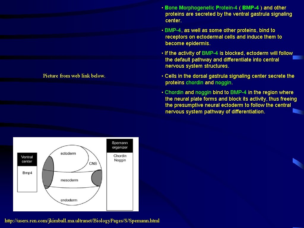  • Bone Morphogenetic Protein-4 ( BMP-4 ) and other proteins are secreted by