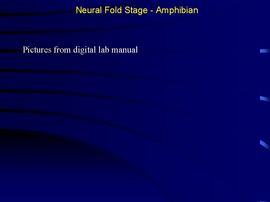 Neural Fold Stage - Amphibian Pictures from digital lab manual 