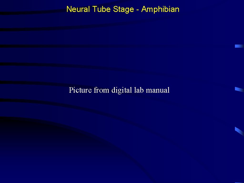 Neural Tube Stage - Amphibian Picture from digital lab manual 