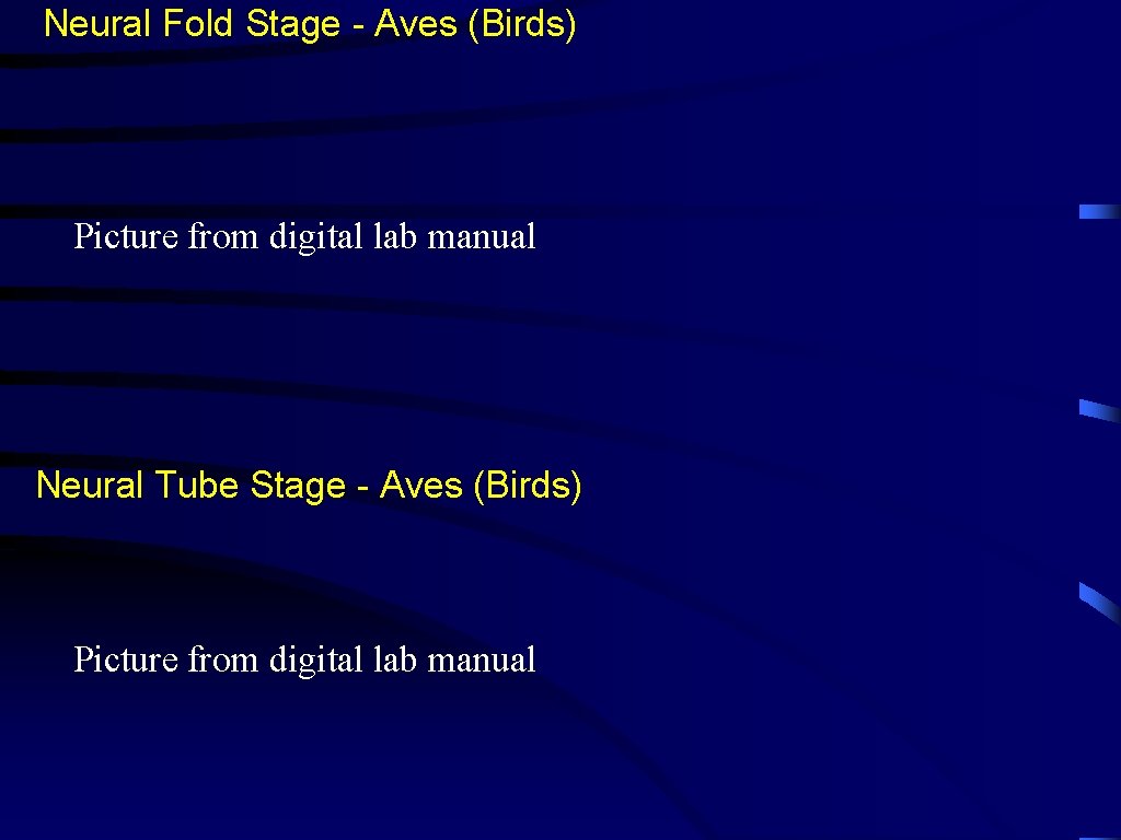 Neural Fold Stage - Aves (Birds) Picture from digital lab manual Neural Tube Stage