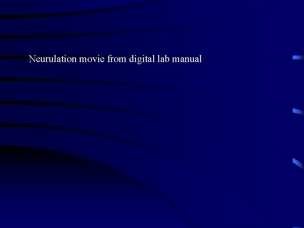 Neurulation movie from digital lab manual 