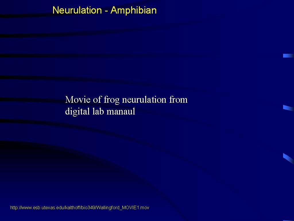 Neurulation - Amphibian Movie of frog neurulation from digital lab manaul http: //www. esb.