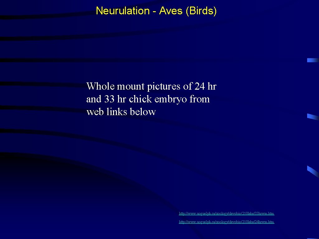 Neurulation - Aves (Birds) Whole mount pictures of 24 hr and 33 hr chick